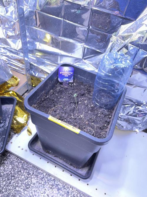 Sticky Broccoli Auto - Eternity Grow Cup. Week 3