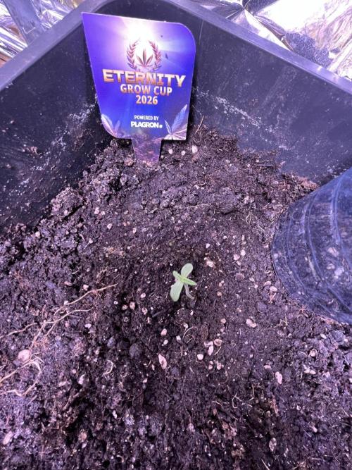 Sticky Broccoli Auto - Eternity Grow Cup. Week 3