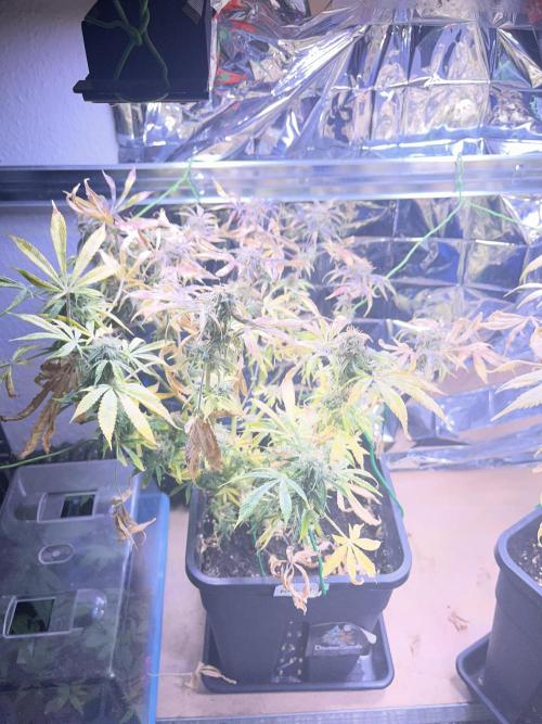 Auto Black Opium - Divine Seeds Contest. Week 16