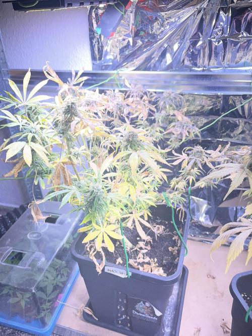 Auto Black Opium - Divine Seeds Contest. Week 16