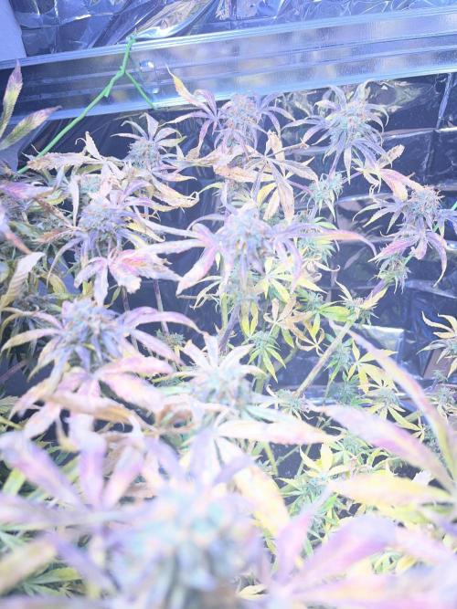 Auto Black Opium - Divine Seeds Contest. Week 16