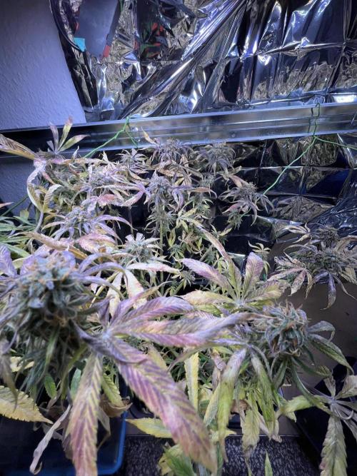 Auto Black Opium - Divine Seeds Contest. Week 16