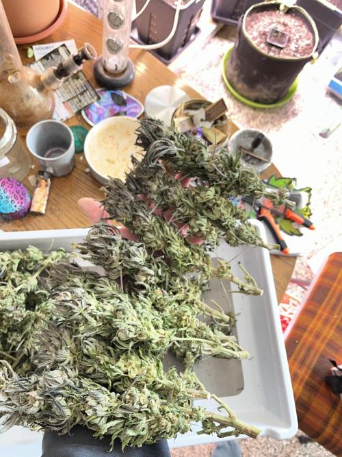 More dessert?. Week 16