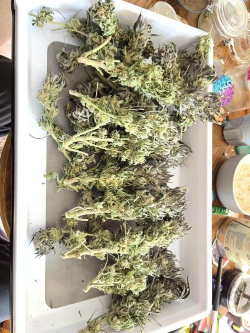 More dessert?. Week 16