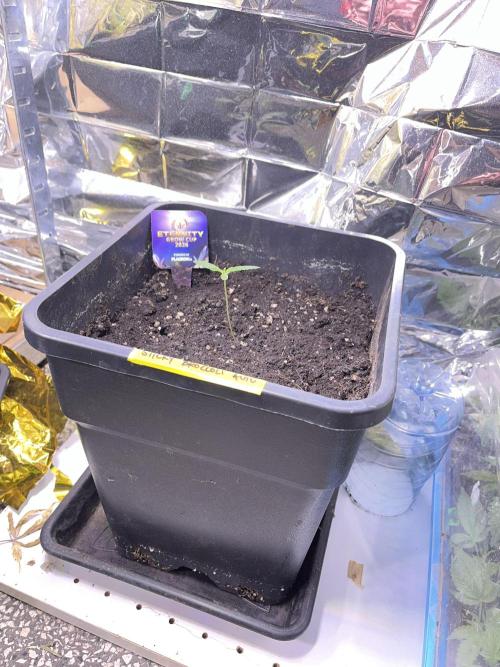 Sticky Broccoli Auto - Eternity Grow Cup. Week 4