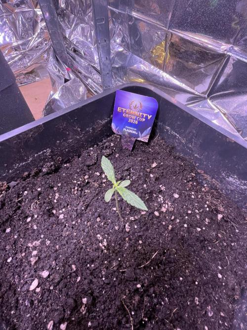 Sticky Broccoli Auto - Eternity Grow Cup. Week 4