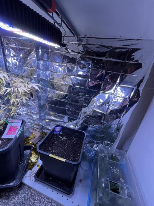 Sticky Broccoli Auto - Eternity Grow Cup. Week 4