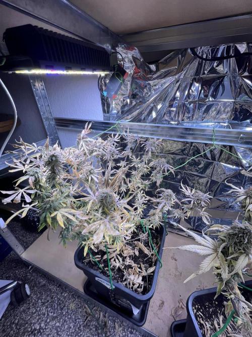 Auto Black Opium - Divine Seeds Contest. Week 17