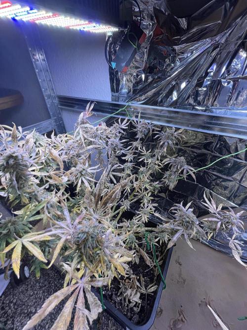 Auto Black Opium - Divine Seeds Contest. Week 17