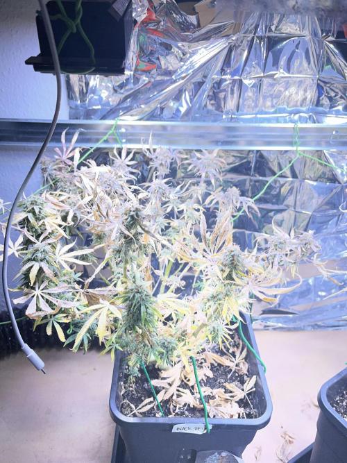 Auto Black Opium - Divine Seeds Contest. Week 17