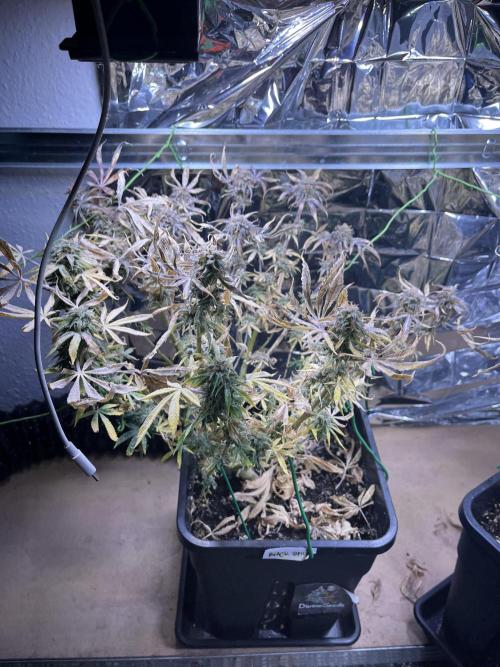 Auto Black Opium - Divine Seeds Contest. Week 17