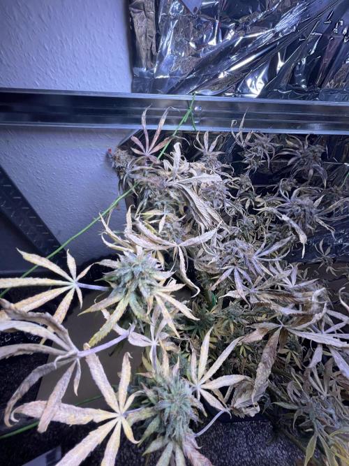 Auto Black Opium - Divine Seeds Contest. Week 17