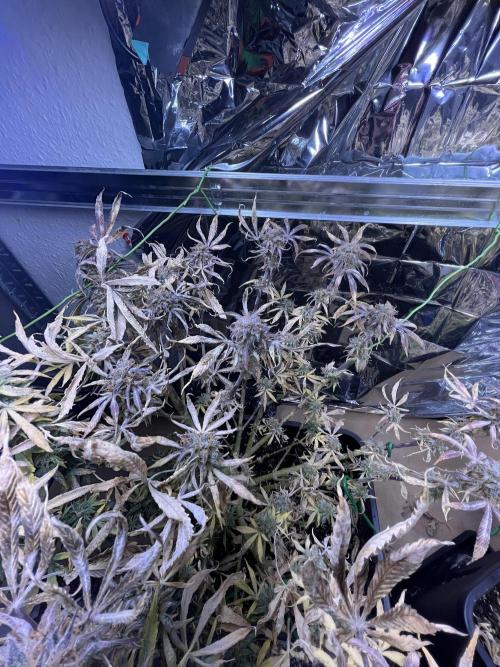 Auto Black Opium - Divine Seeds Contest. Week 17