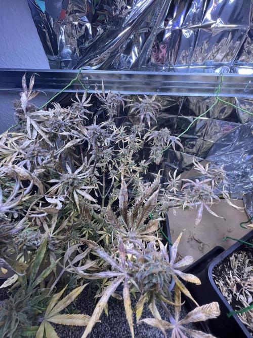 Auto Black Opium - Divine Seeds Contest. Week 17