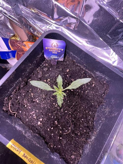 Sticky Broccoli Auto - Eternity Grow Cup. Week 5