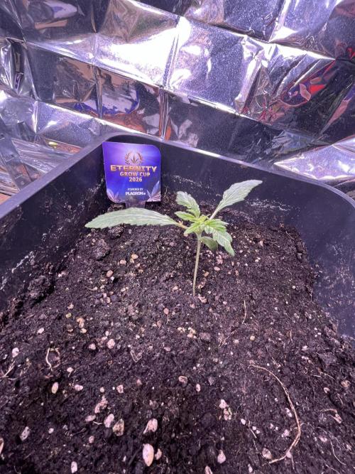 Sticky Broccoli Auto - Eternity Grow Cup. Week 5