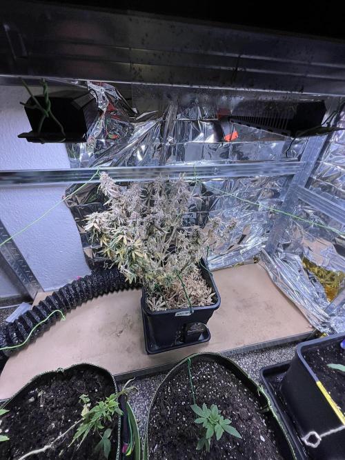 Auto Black Opium - Divine Seeds Contest. Week 18