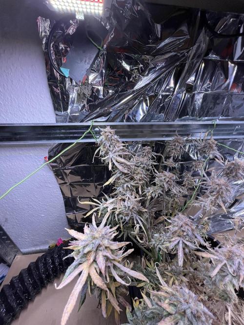 Auto Black Opium - Divine Seeds Contest. Week 18