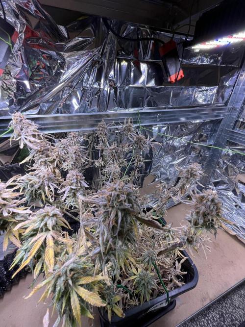 Auto Black Opium - Divine Seeds Contest. Week 18