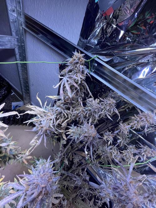 Auto Black Opium - Divine Seeds Contest. Week 18