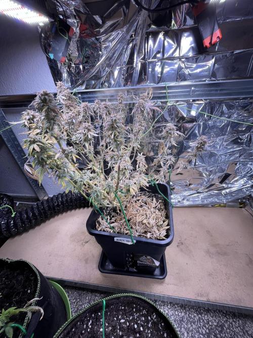 Auto Black Opium - Divine Seeds Contest. Week 18