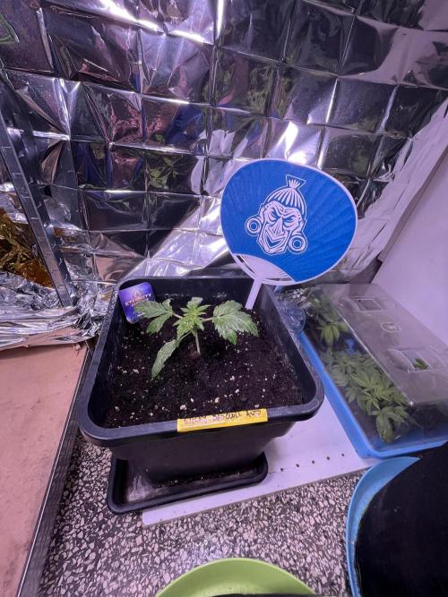 Sticky Broccoli Auto - Eternity Grow Cup. Week 6
