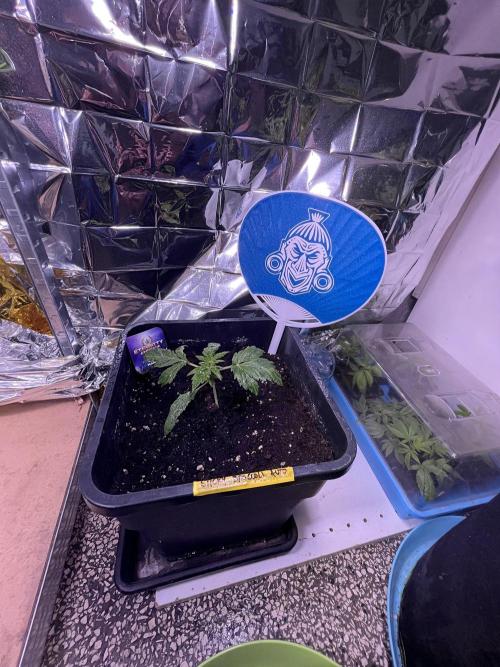 Sticky Broccoli Auto - Eternity Grow Cup. Week 6