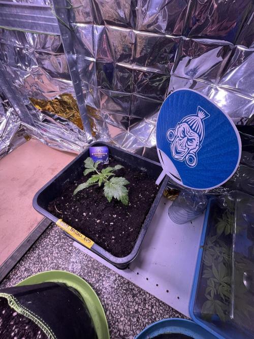 Sticky Broccoli Auto - Eternity Grow Cup. Week 6