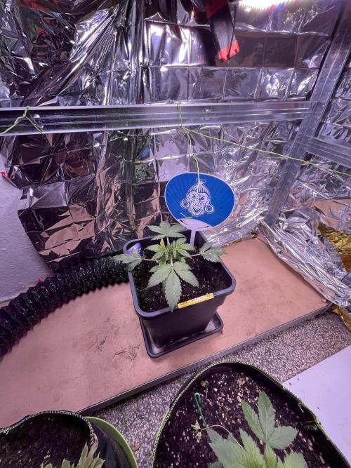 Sticky Broccoli Auto - Eternity Grow Cup. Week 7