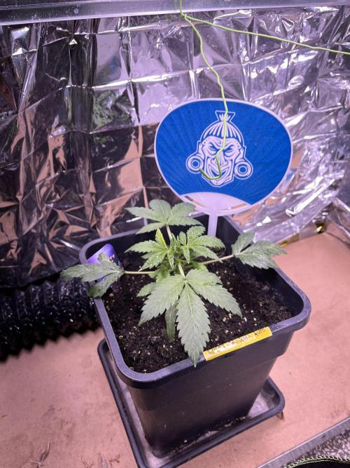 Sticky Broccoli Auto - Eternity Grow Cup. Week 7