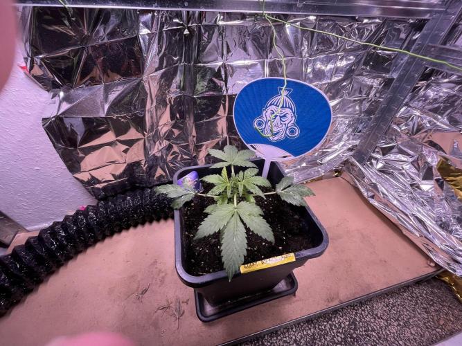 Sticky Broccoli Auto - Eternity Grow Cup. Week 7