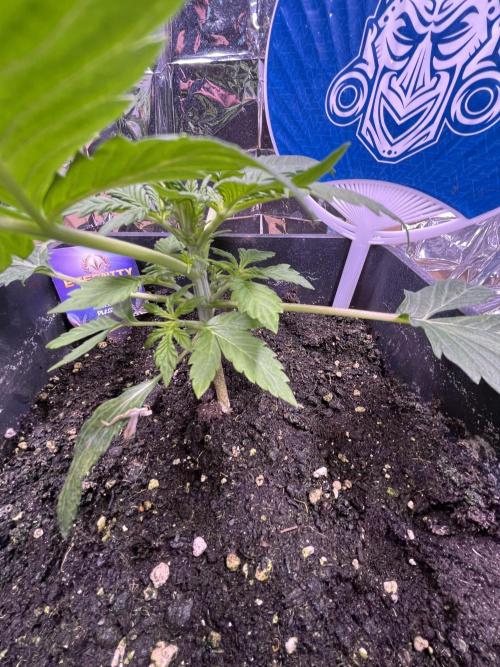 Sticky Broccoli Auto - Eternity Grow Cup. Week 7