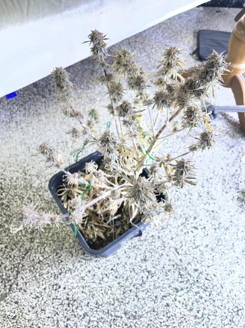 Auto Black Opium - Divine Seeds Contest. Week 19