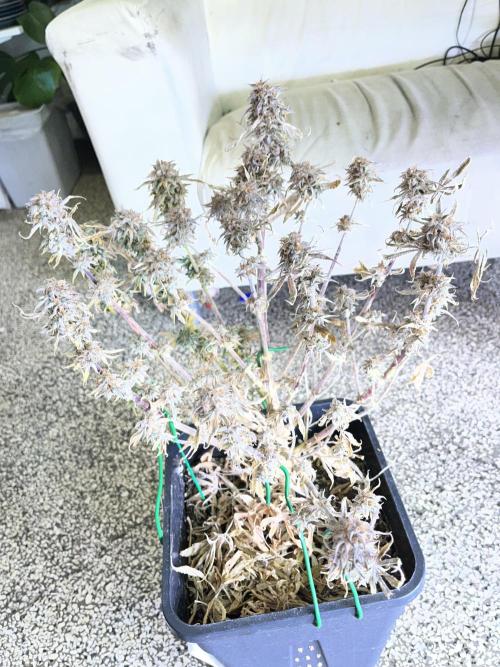 Auto Black Opium - Divine Seeds Contest. Week 19