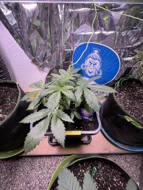 Sticky Broccoli Auto - Eternity Grow Cup. Week 8