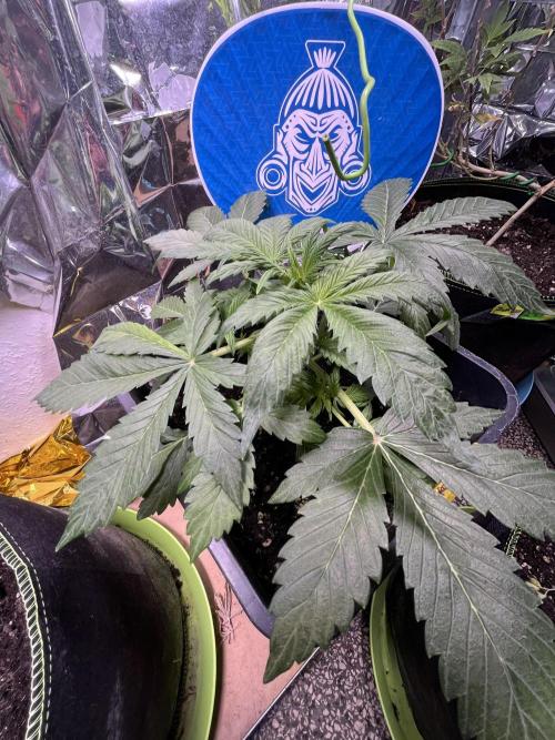 Sticky Broccoli Auto - Eternity Grow Cup. Week 8