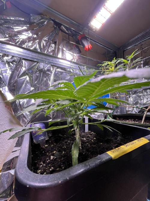 Sticky Broccoli Auto - Eternity Grow Cup. Week 8