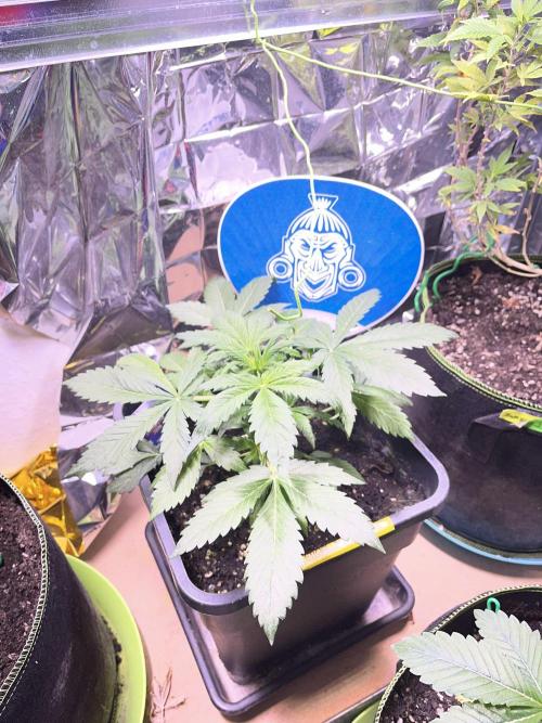 Sticky Broccoli Auto - Eternity Grow Cup. Week 8