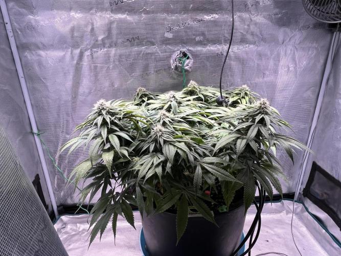 Ayahuasca Purple. Week 7
