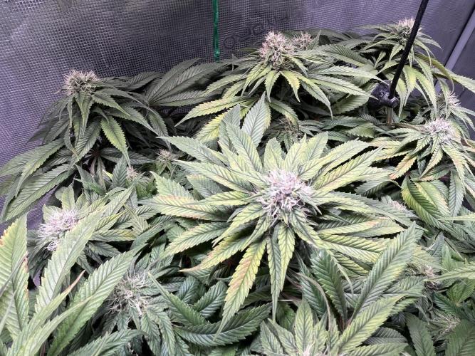 Ayahuasca Purple. Week 7