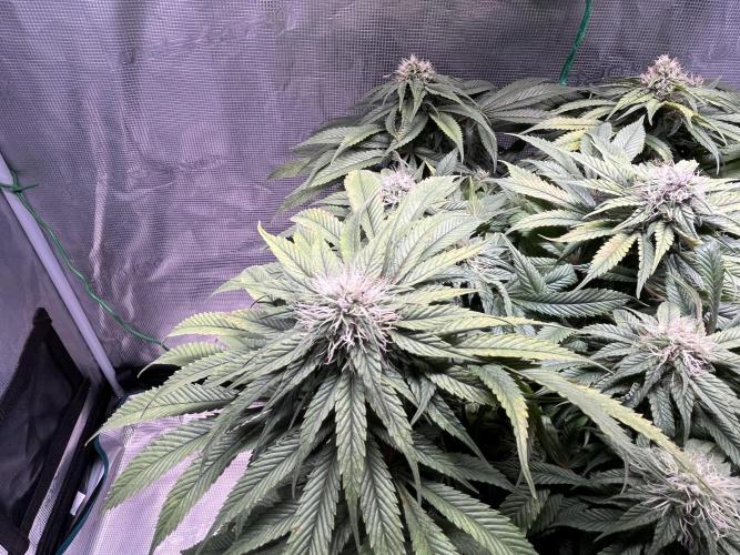 Ayahuasca Purple. Week 7