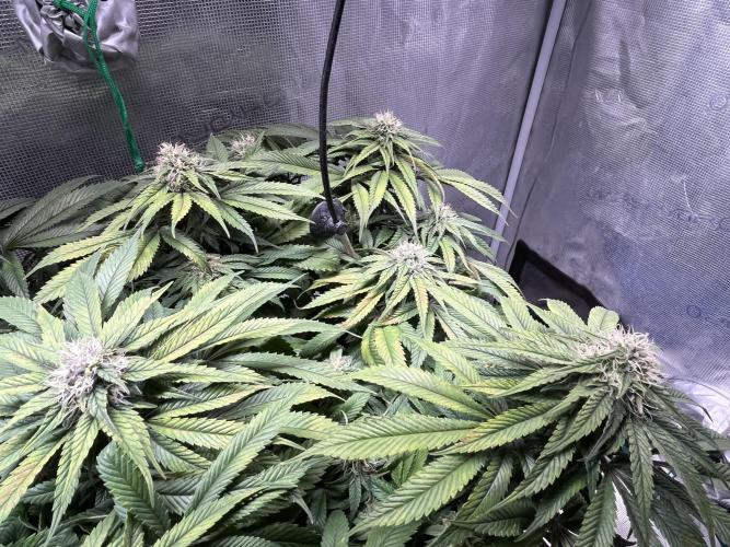 Ayahuasca Purple. Week 7