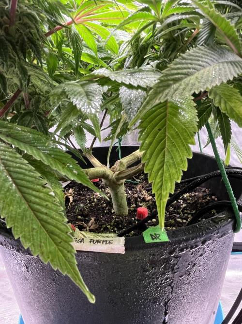 Ayahuasca Purple. Week 7