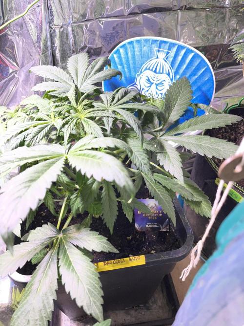Sticky Broccoli Auto - Eternity Grow Cup. Week 9