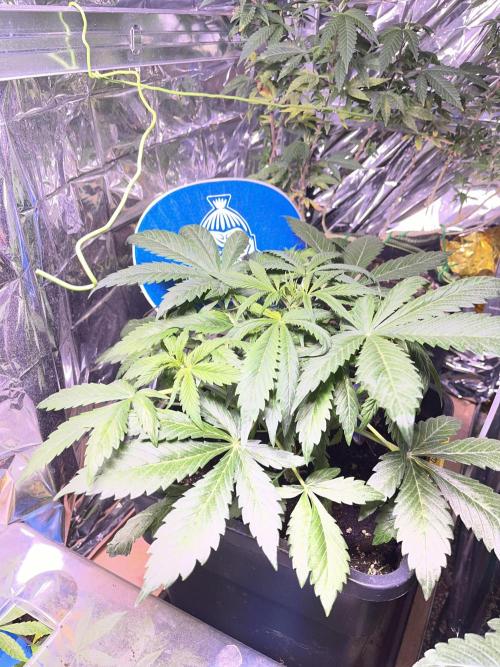Sticky Broccoli Auto - Eternity Grow Cup. Week 9