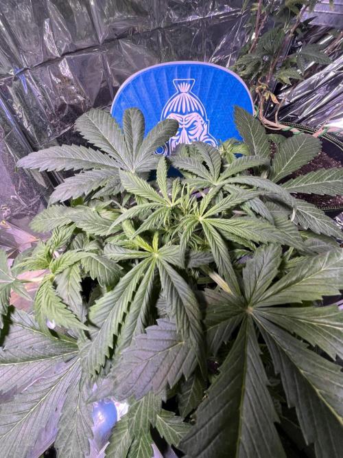 Sticky Broccoli Auto - Eternity Grow Cup. Week 9