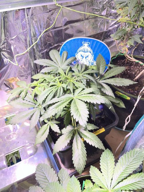Sticky Broccoli Auto - Eternity Grow Cup. Week 9
