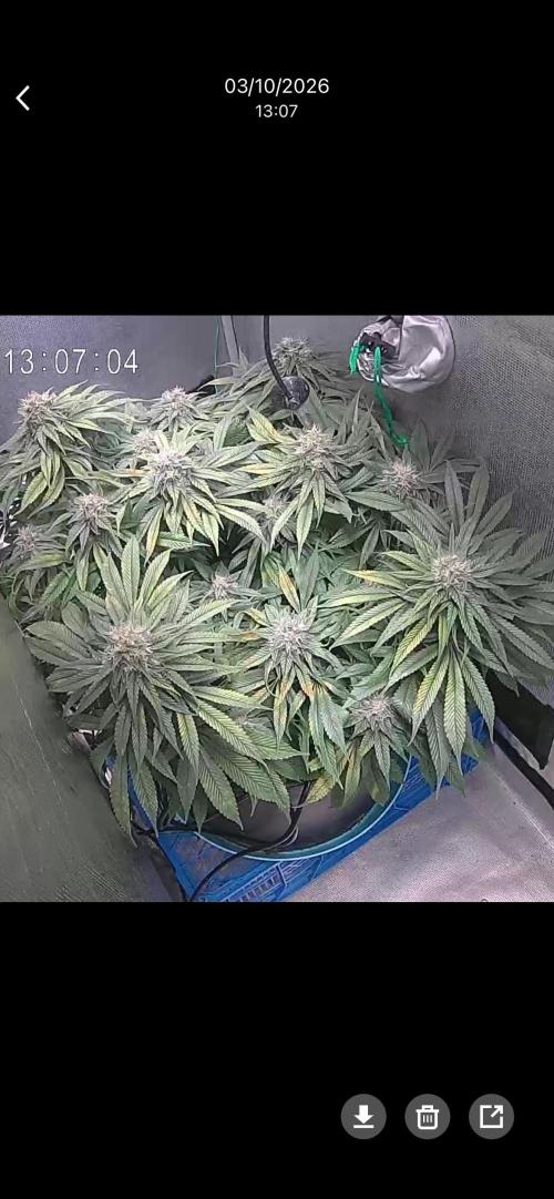 Ayahuasca Purple. Week 8