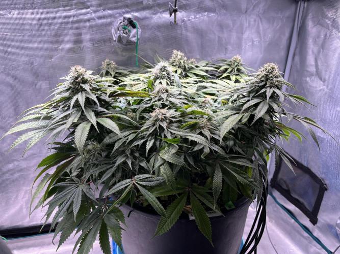 Ayahuasca Purple. Week 8