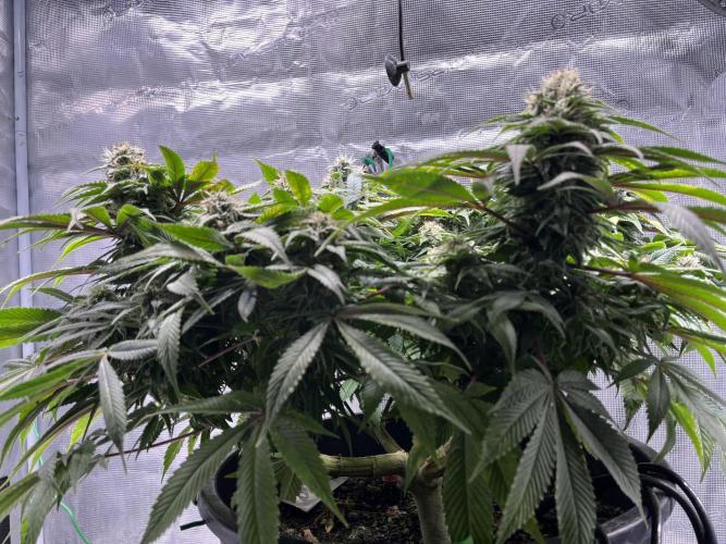 Ayahuasca Purple. Week 8